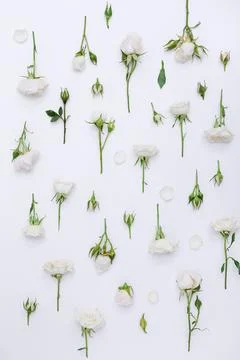 Flat layout roses elements pattern, sprigs, buds and petals on white Stock Photos