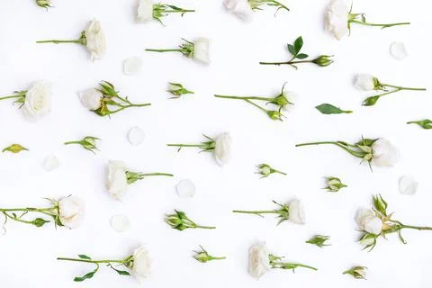 Flat layout roses elements pattern, sprigs, buds and petals on white Stock Photos