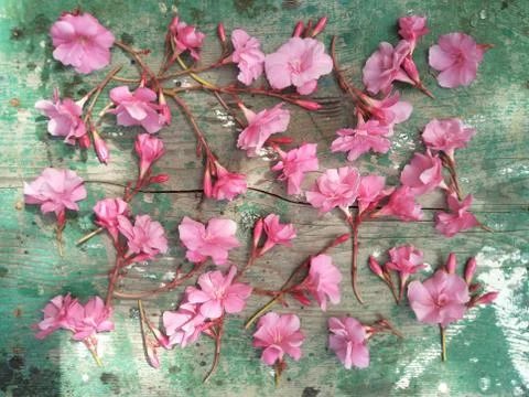 Flat layout, top view, delicate light pink oleander flowers randomly laid out Stock Photos