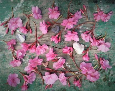 Flat layout, top view, delicate light pink oleander flowers randomly laid out Stock Photos