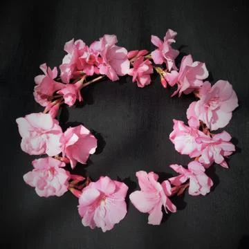 Flat layout, top view, round frame wreath of pink oleander flowers on black n Stock Photos