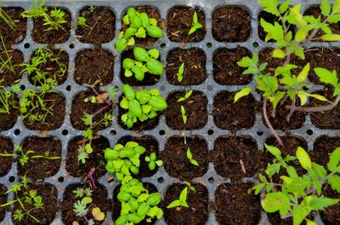Flat layover of seedbed tray. Stock Photos