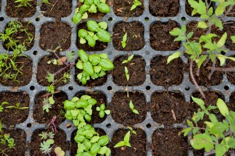 Flat layover of seedbed tray. Stock Photos