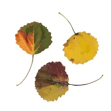Flat leaf icon silhouette. The silhouette of an aspen leaf Stock Illustration