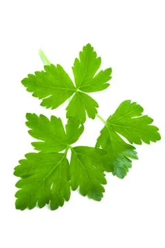 Flat leaf parsley close up isolated Stock Photos