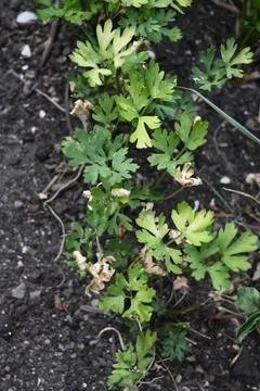 Flat-leaf parsley growing in soil Stock-Fotos