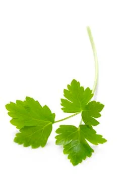 Flat leaf parsley isolated Stock Photos