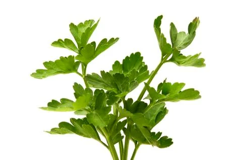 Flat-leaved parsley Stock Photos