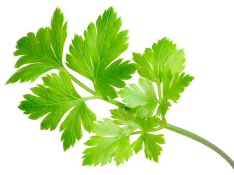 Flat-leaved parsley Stock Photos