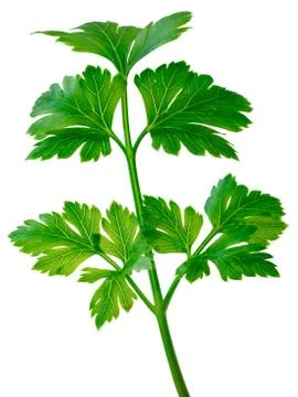 Flat-leaved parsley Stock Photos