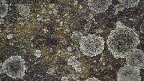 Flat Lichen Covered Stone Ground Texture Stock Photos