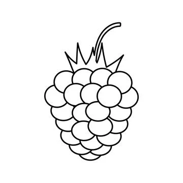 Flat line raspberry. Vector illustration. Stock Illustration