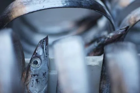 Flat long silver fish sword in a box on the counter of the market Stock Photos