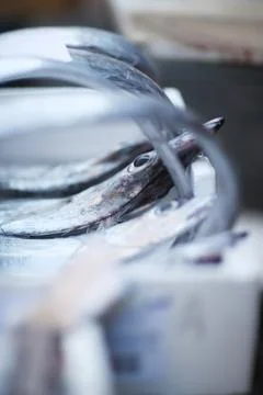 Flat long silver fish sword in a box on the counter of the market Stock Photos