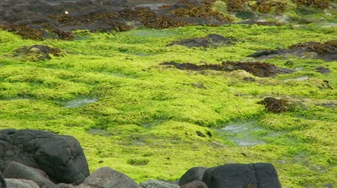 Flat moss among rocks wet with the rain water Stock Footage 39859657