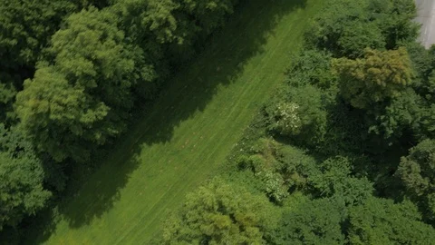 Flat mown grass path between tall trees, drone aerial 4K Stock Footage 101138552