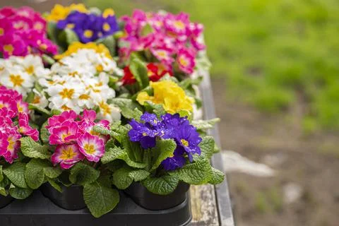 A Flat of Multicolored Primrose Flowers Ready to be Planted Stock Photos