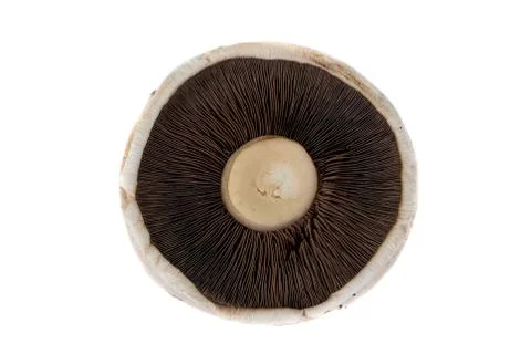 Flat Mushroom Stock Photos