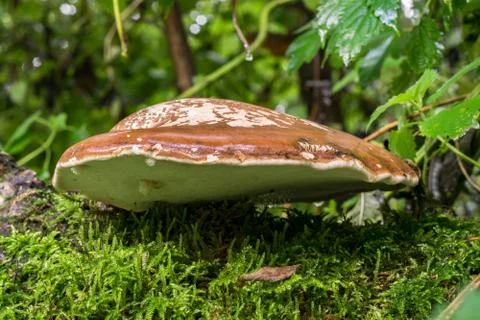 Flat Mushroom Stock Photos