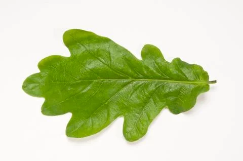 Flat Oak Leaf Stock Photos