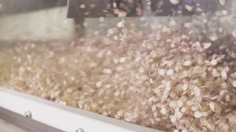 Flat oats are getting dried by a stream of air Stock Footage 165433839