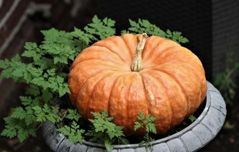 Flat orange pumpkin on a planter in the fall Stock Photos