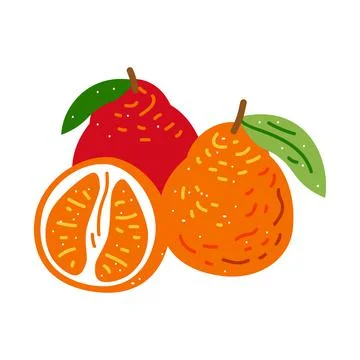 Flat orange. Vector illustration mandarin isolated on white background. Citrus Stock Illustration