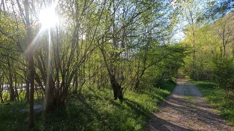 Flat path in the forest, with light in the trees Vidéo 239856198