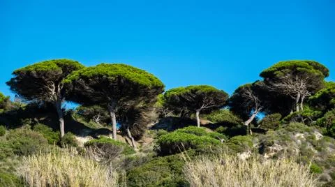 Flat pine trees on top of the hill Stock Photos