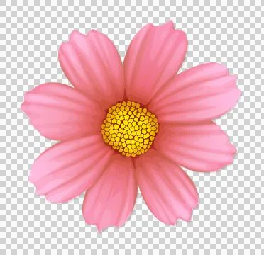 Flat pink flower is floating on transparent background, showing yellow center イラスト素材