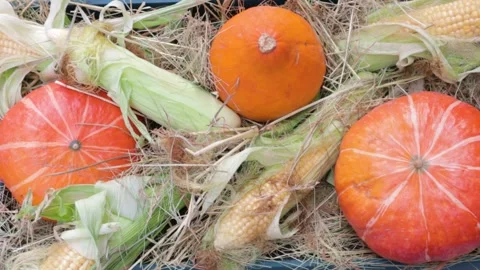 Flat plan corn pumpkin halloween autumn food decorative colorful vegetable 스톡 동영상 164399693