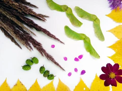 The flat position of the autumn composition on a white background. View from Foto stock
