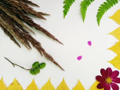 The flat position of the autumn composition on a white background. View from 写真素材
