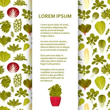 Flat poster or banner template with green salads and vegetable Stock Illustration