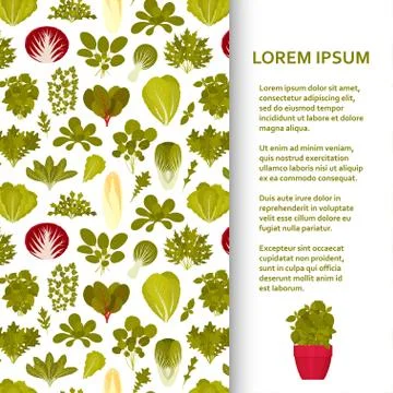 Flat poster or banner template with green salads and vegetables Stock Illustration
