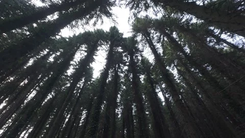Flat profile bottom view of tall tree trunks pointing up to sky Stock Footage 340443368