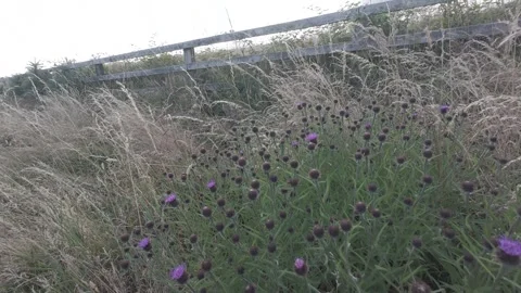 Flat profile close up of purple wildflower thistles in green grass Stock Footage 340445844