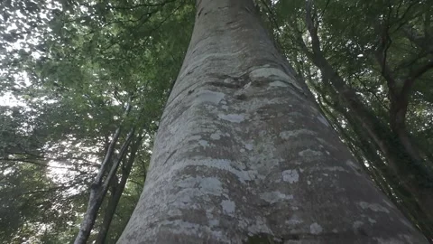 Flat profile close up view of large smooth tree trunk in forest Stock Footage 340443435