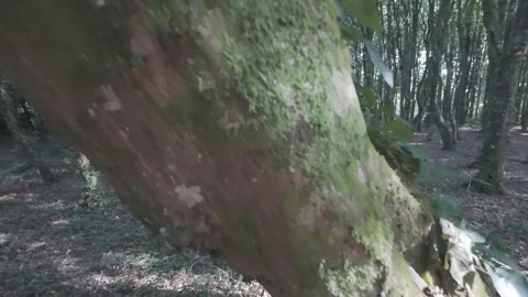 Flat profile extreme close up of tree bark covered with moss Stock Footage 340443763
