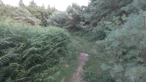 Flat profile narrow foot path through fern bushes in green forest Stock Footage 340445753