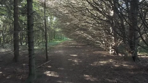 Flat profile peaceful trail path between tall plantation pine trees Stock Footage 340444071