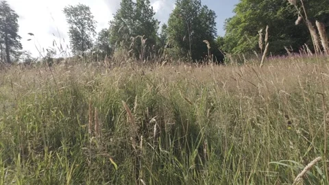 Flat profile shot of wild tall grass field next to forest path Stock Footage 340442884