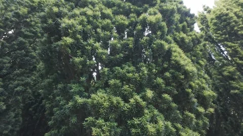 Flat profile top view of lush green bush tree in park Stock Footage 340443044