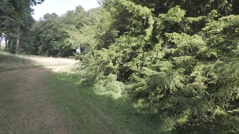 Flat profile video of dense evergreen branches and green foliage Stock Footage 340442920