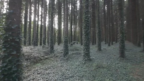 Flat profile view of ivy covered tree trunks in deep woods Stock Footage 340443231
