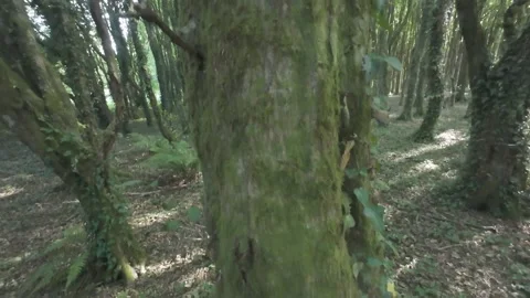 Flat profile view of old tree with moss covered branches in woods Stock Footage 340443630