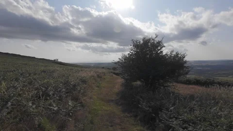 Flat profile view of small bush on grassy hill overlooking valley Stock Footage 340445246