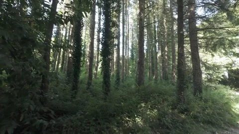 Flat profile view of tall trees covered in green ivy in forest Stock Footage 340442612