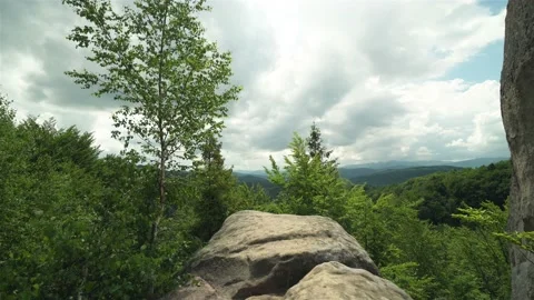 Flat rock in dense forest Stock-Footage 161484458