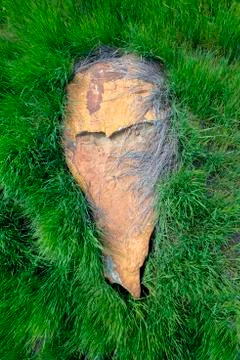 Flat rock on grass Stock Photos